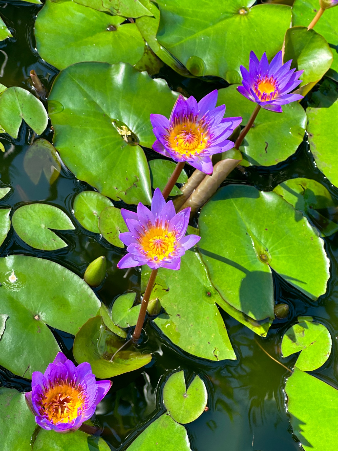 Purple water lilies blooming in a quiet lily pond