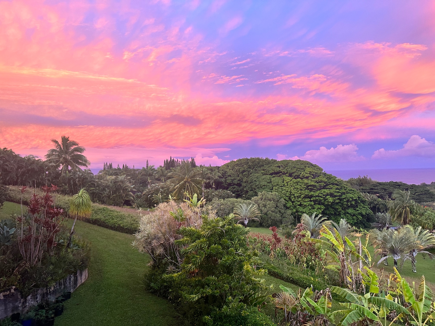 Pink and coral sunset over a Maui garden with palms and the ocean beyond